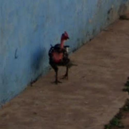Trovare il sentiero dell'uccello: Tutto sul gioco di roulette di Chicken Road - panoramica Trovare il sentiero dell'uccello: Tutto sul gioco di roulette di Chicken Road - panoramica