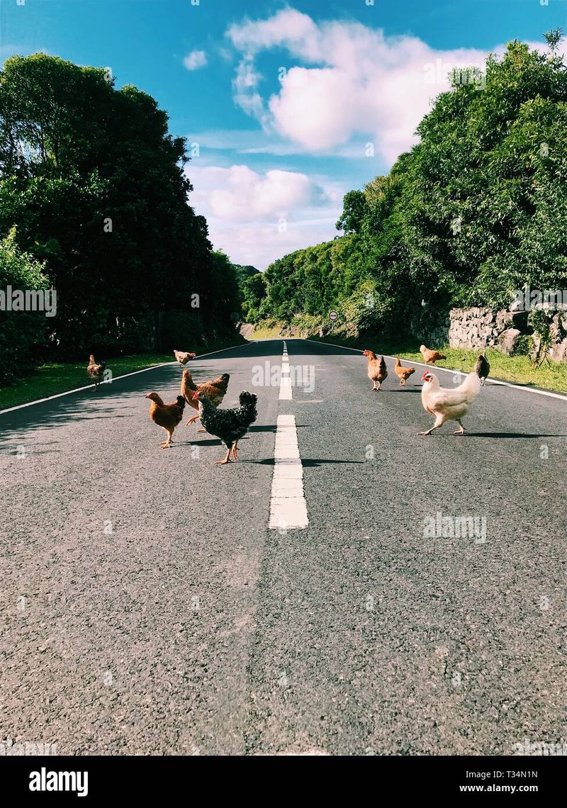 Spain - chicken road oficial